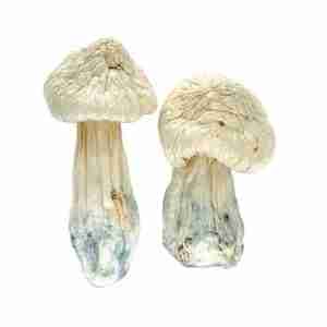 Buy Albino Penis Envy Potent Psychedelic Mushroom