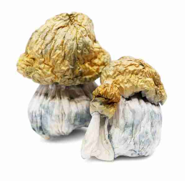Buy Avalanche Magic Mushrooms Online