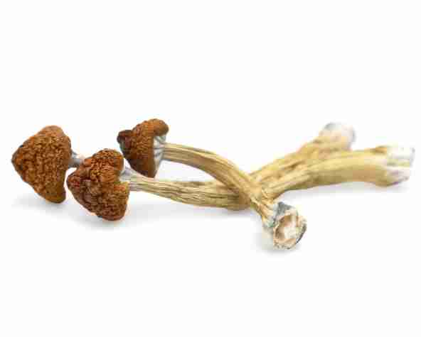 Buy Big Mex Magic Mushrooms Online