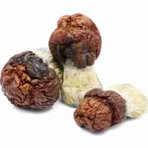 Buy Bluey Vuitton Magic Mushrooms Online