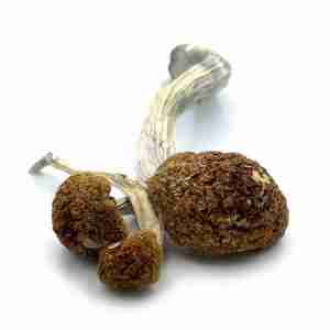 Buy Golden Mammoth Magic Mushrooms Online