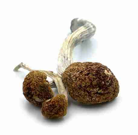 Buy Golden Mammoth Magic Mushrooms Online