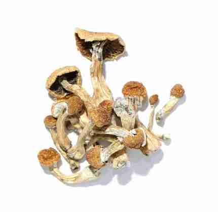 Buy Golden Teacher Psychedelic Mushrooms
