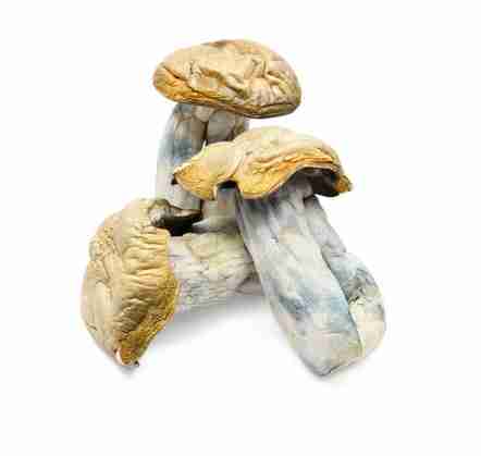 Buy Hillbilly Cubensis Mushrooms Online