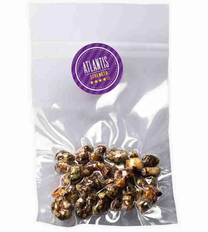 Buy Magic Truffles Psilocybe Atlantis Online