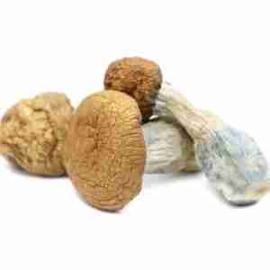 Buy Makilla Gorilla Magic Mushrooms Online