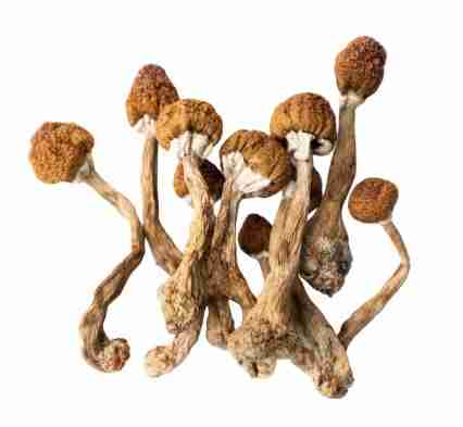 Buy Mazatapec psychedelic mushrooms
