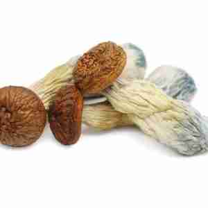 Buy Penis Envy Magic Mushrooms Online
