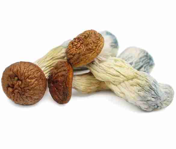 Buy Penis Envy Magic Mushrooms Online