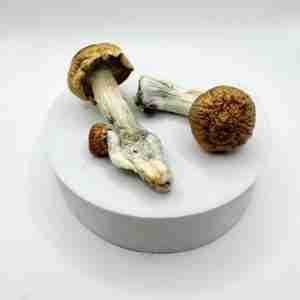 Buy Penis Envy Psilocybe Mushrooms