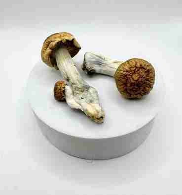 Buy Penis Envy Psilocybe Mushrooms