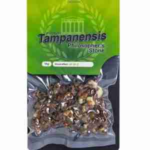 Buy Psilocybe Tampanensis Magic Truffles Online