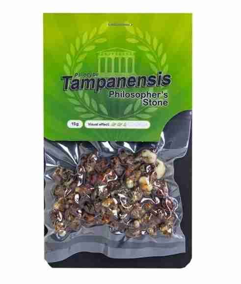 Buy Psilocybe Tampanensis Magic Truffles Online