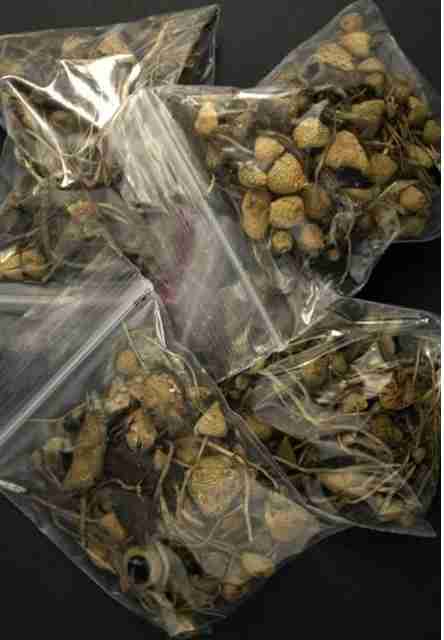 Buy Psychedelic Microdosing Magic Truffles