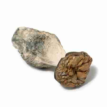 Buy Texas Penis Envy legal psychedelic Mushroom