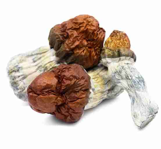 Buy Texas Yellow Cap Magic Mushrooms