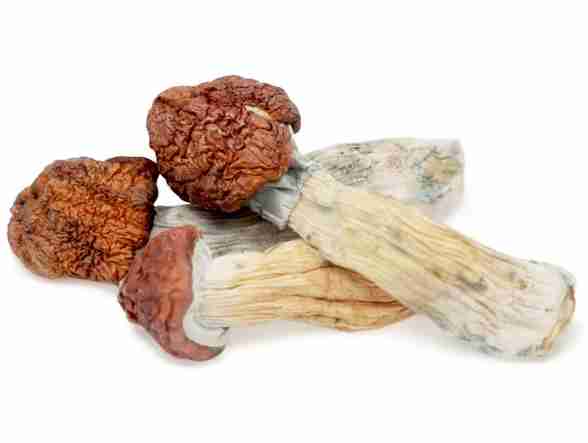 Buy Tidal Wave Magic Mushrooms