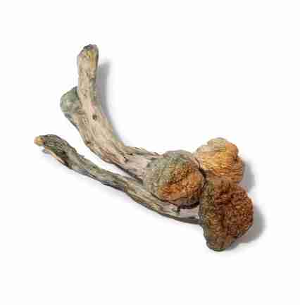 Buy Trinity Magic Psilocybin Mushroom
