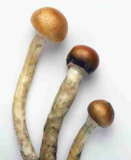 Psilocybin Magic Mushroom For Sale